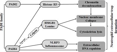Role of the PADI family in inflammatory autoimmune diseases and cancers: A systematic review